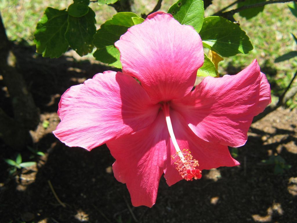 Sunhaven Beach Bungalows (Adults Only) Rarotonga Dış mekan fotoğraf